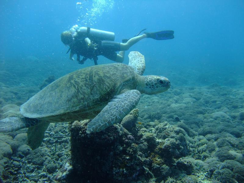 Ricel Homestay Gili Trawangan Eksteriør billede